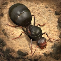 The Ants: Underground Kingdom взлом на Android